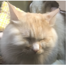 にゃーご