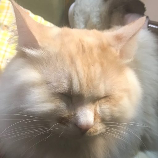 にゃーご